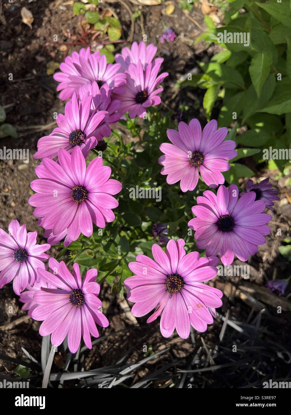 Purple Osteospermum flowers Stock Photo Alamy