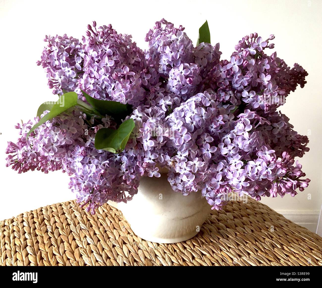 Lilac, flower, spring, beauty, soft, lavender, pink, garden , vase, bouquet, still life - Smartphone Captured Stock Image