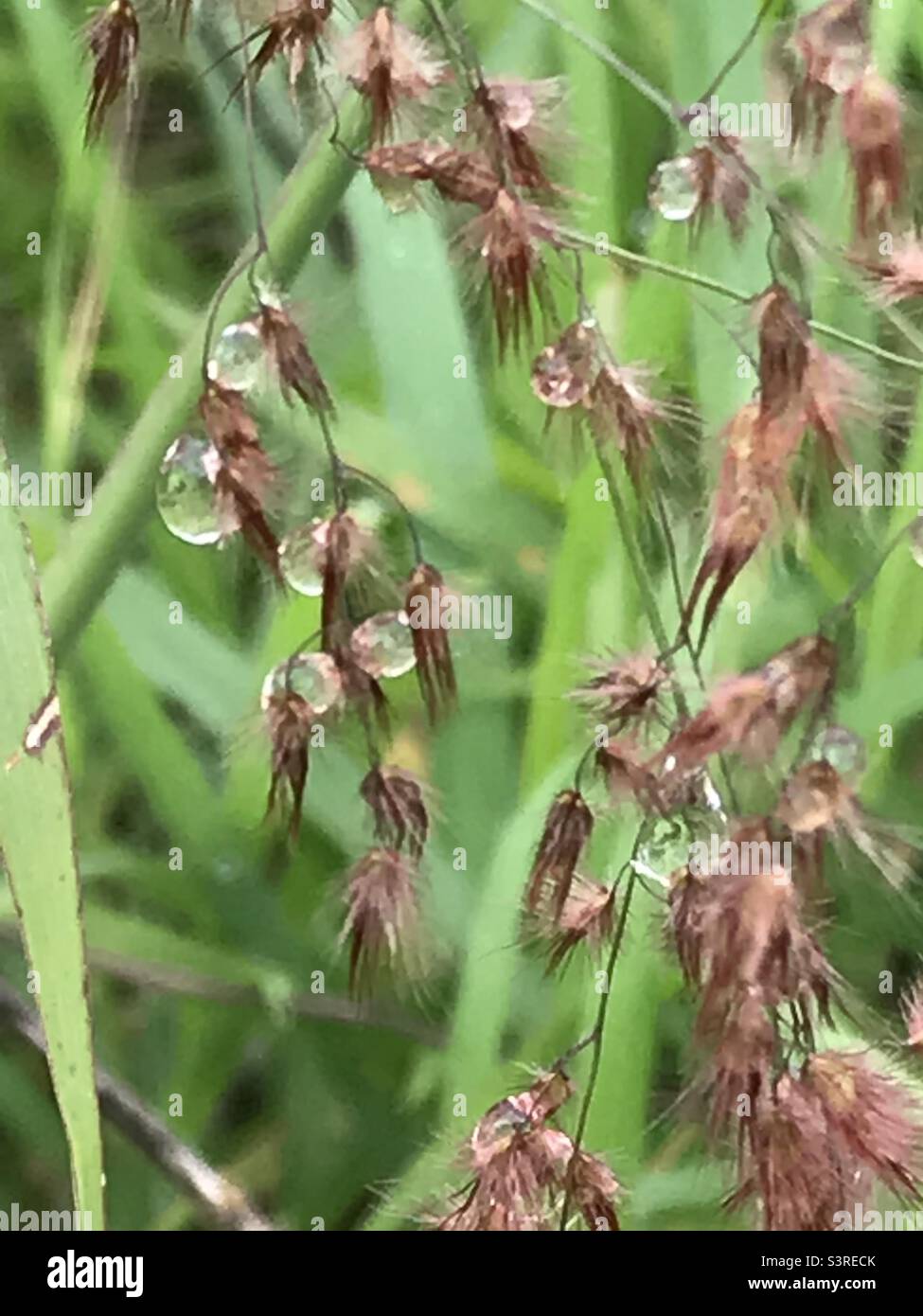 Raindrops grass hi-res stock photography and images - Alamy