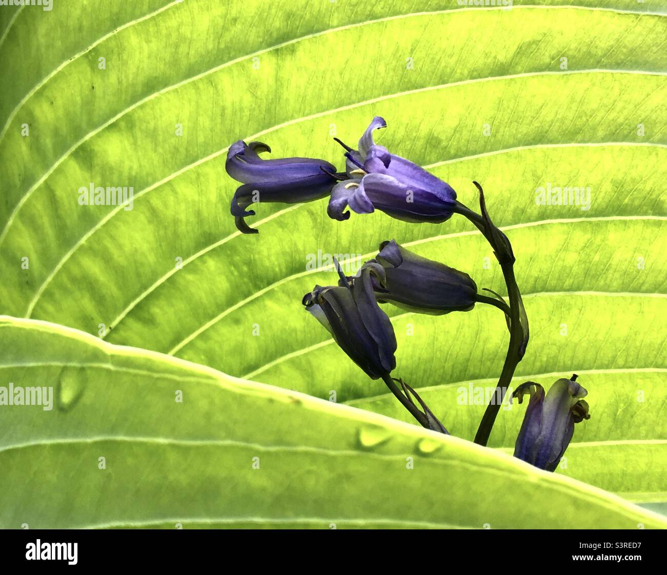 Hostas, bluebells, blue, green, pattern, light, nature, design - Smartphone Captured Stock Image