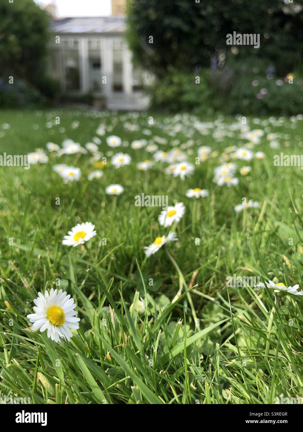 Daisies growing in a lawn in a garden in Springtime, United Kingdom - Smartphone Captured Stock Image