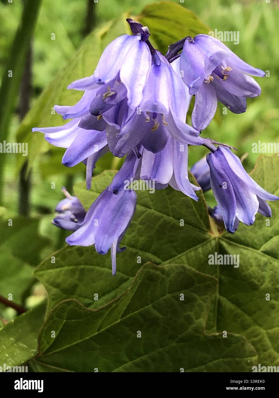 Purple stripes in the woods Stock Photo Alamy