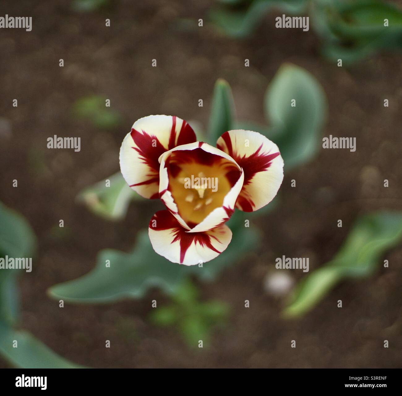 Top down stunning tulip at the Canadian Tulip Festival. - Smartphone Captured Stock Image
