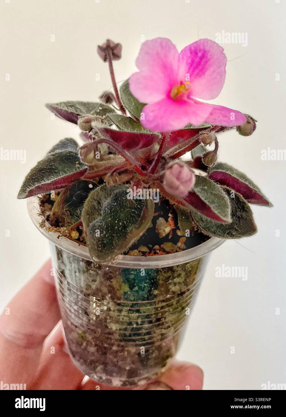 Miniature African violet plant. - Smartphone Captured Stock Image