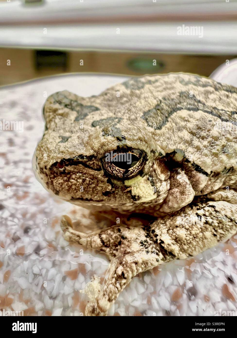 Close up of road American toad Anaxyrus americanus Stock Photo