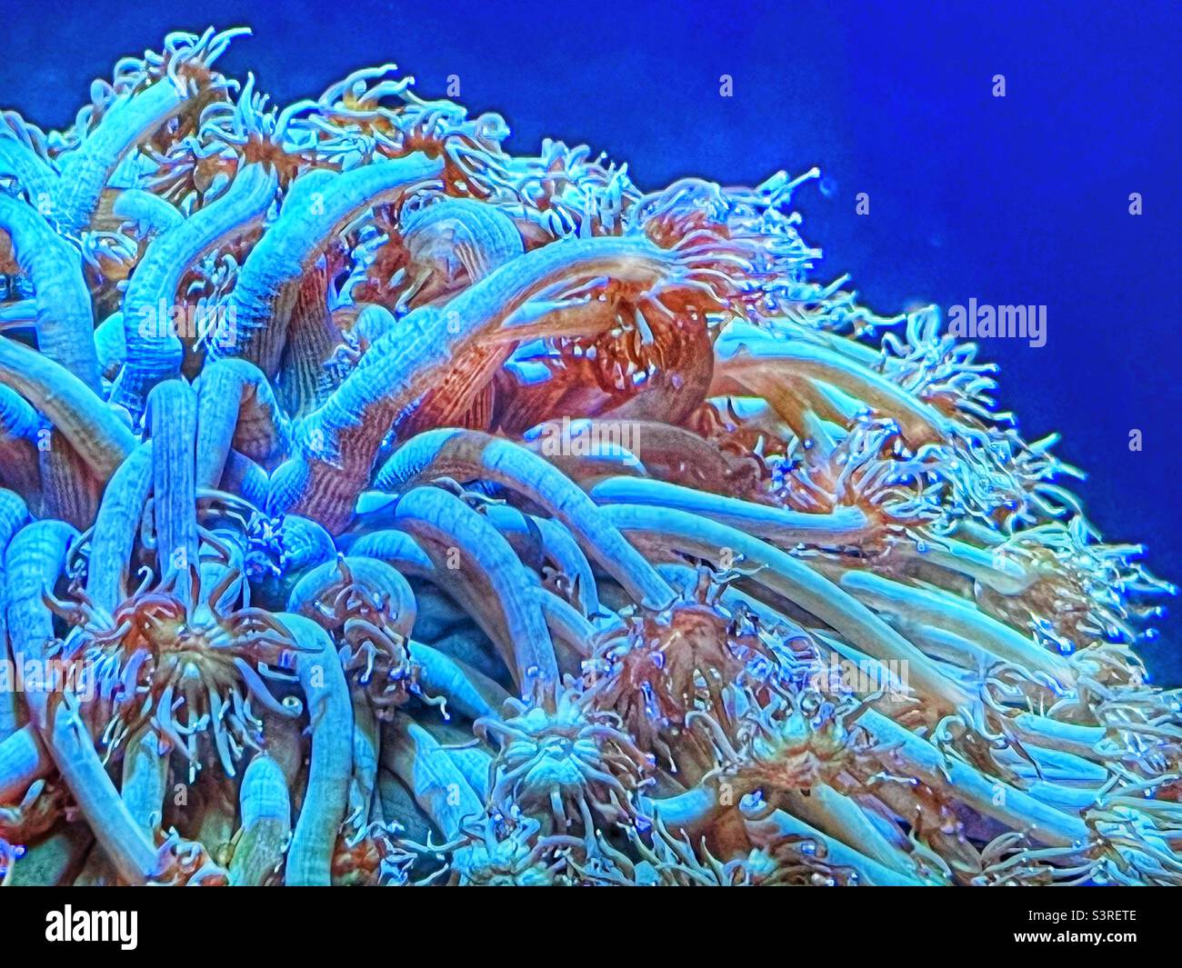 Flowerpot coral known as Goniopora lobata Stock Photo