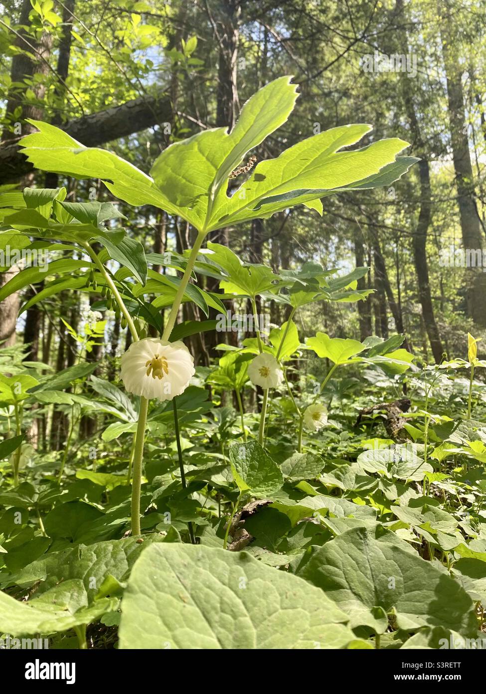 Wildflowers in the woods Stock Photo Alamy