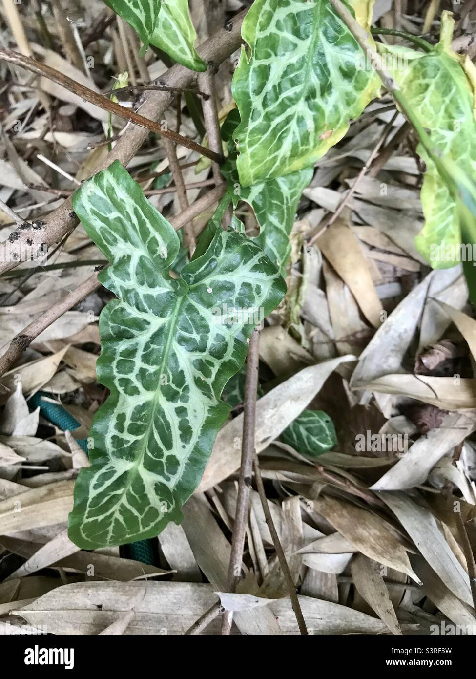 Italian Arum - “Italian Lords-and-Ladies”. All parts of this plant is poisonous. Stock Photo