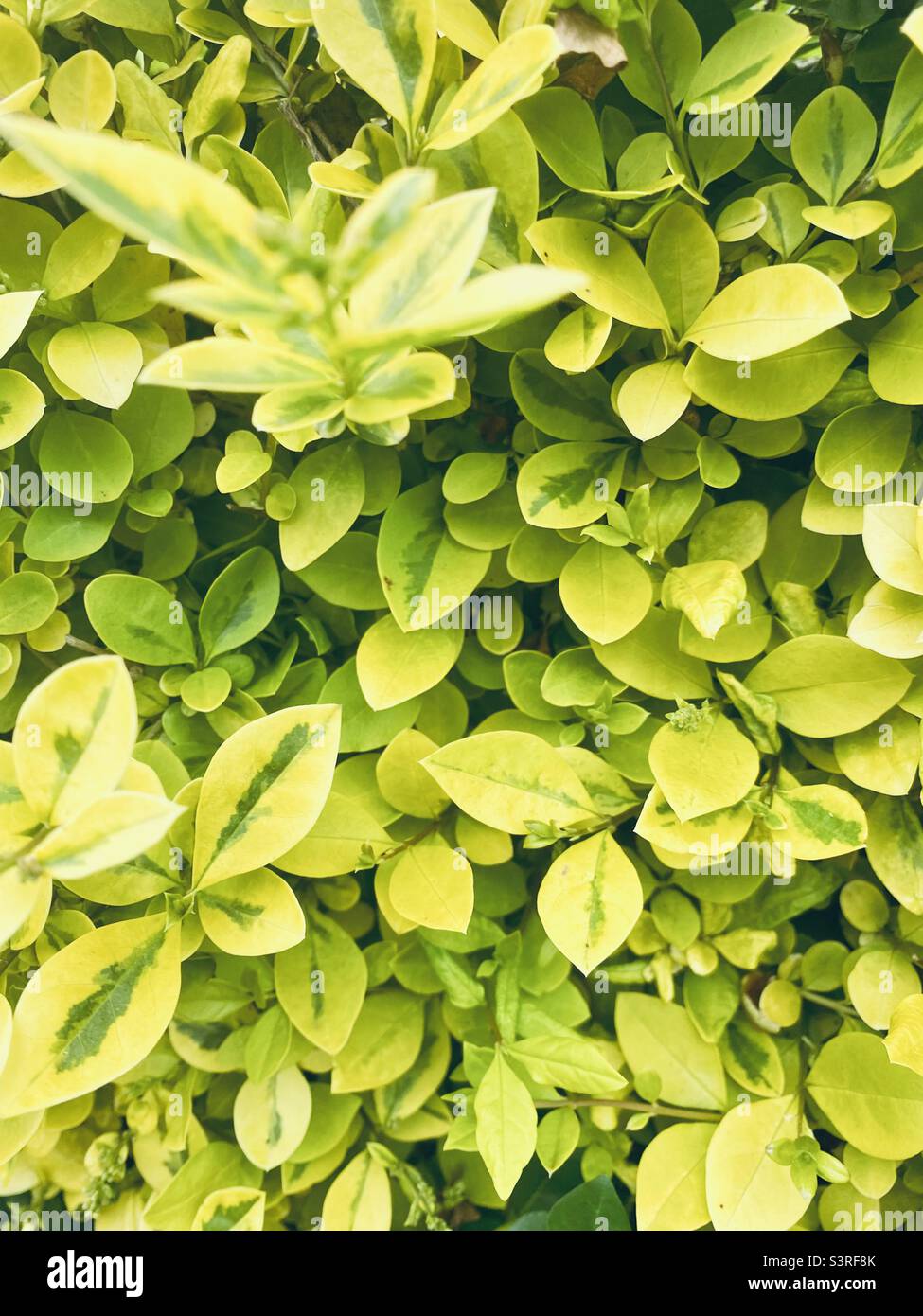 Ligustrum ovalifolium 'Aureum' - Golden Privet hedge plant Stock Photo