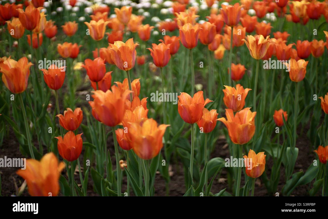 These Shogun tulips were outstanding at the Canadian Tulip Festival - Smartphone Captured Stock Image