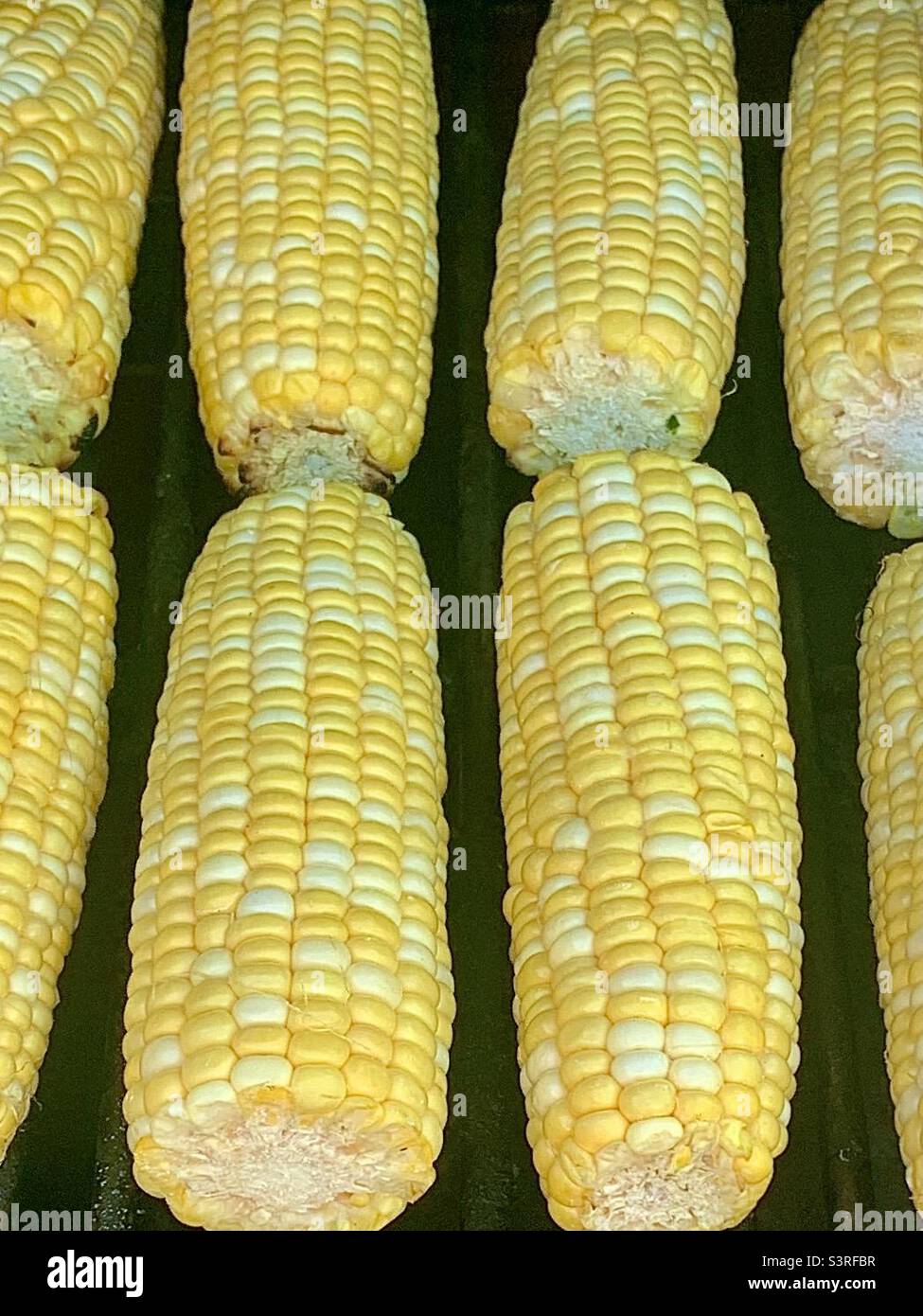 8 ears of corn in 2 rows Stock Photo Alamy