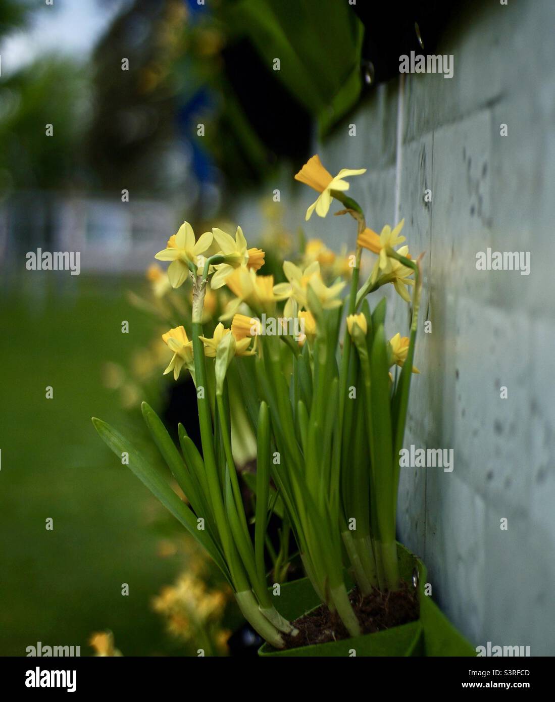 These pretty little wild daffodils made an appearance at the Canadian Tulip Festival. - Smartphone Captured Stock Image
