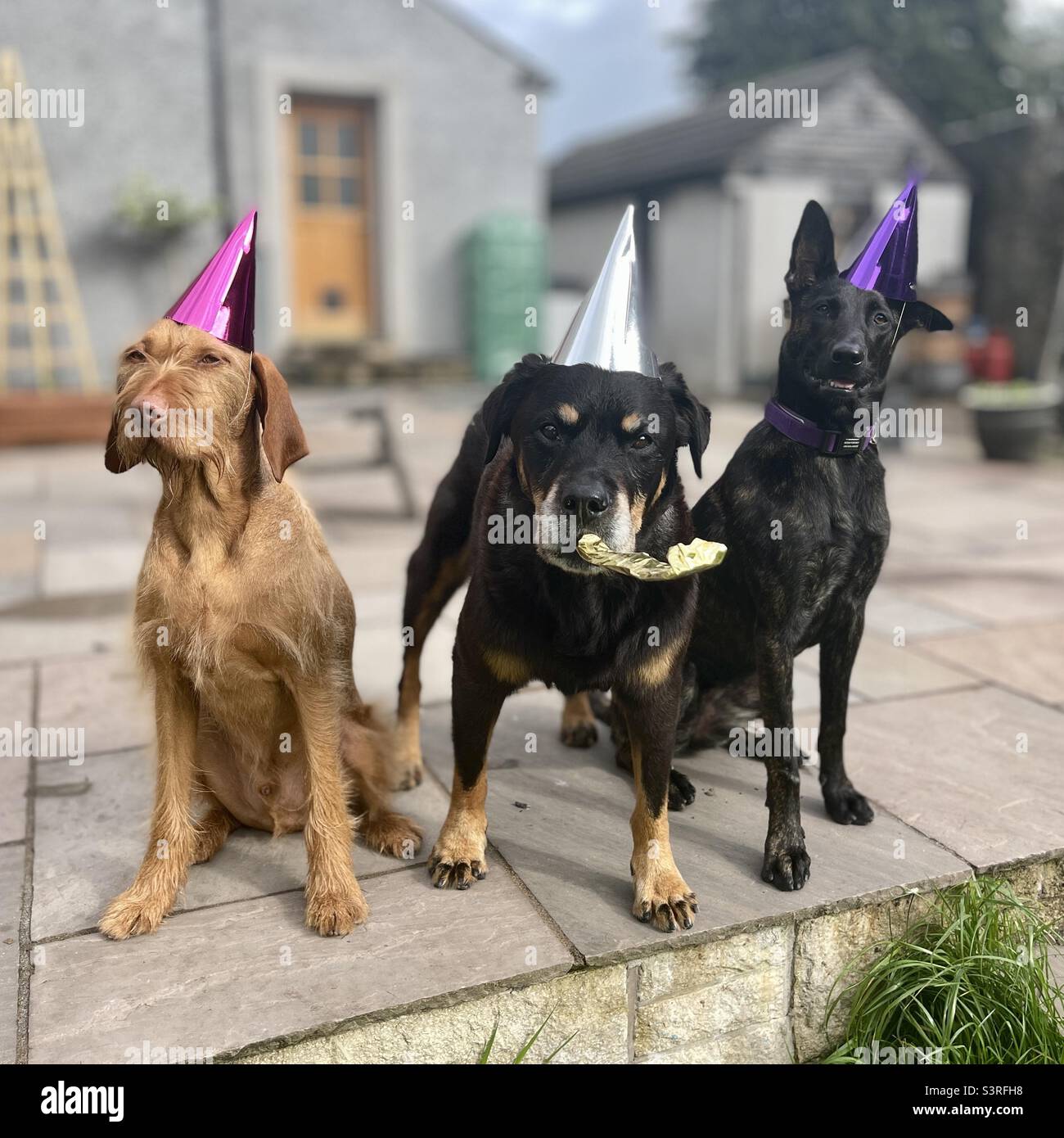 Dog party - Smartphone Captured Stock Image