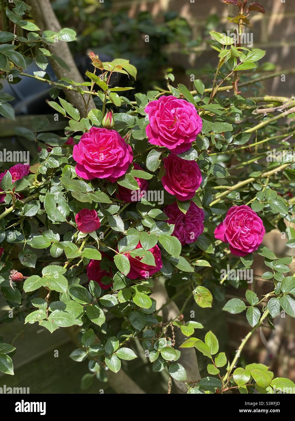 Dark pink roses hi-res stock photography and images - Alamy