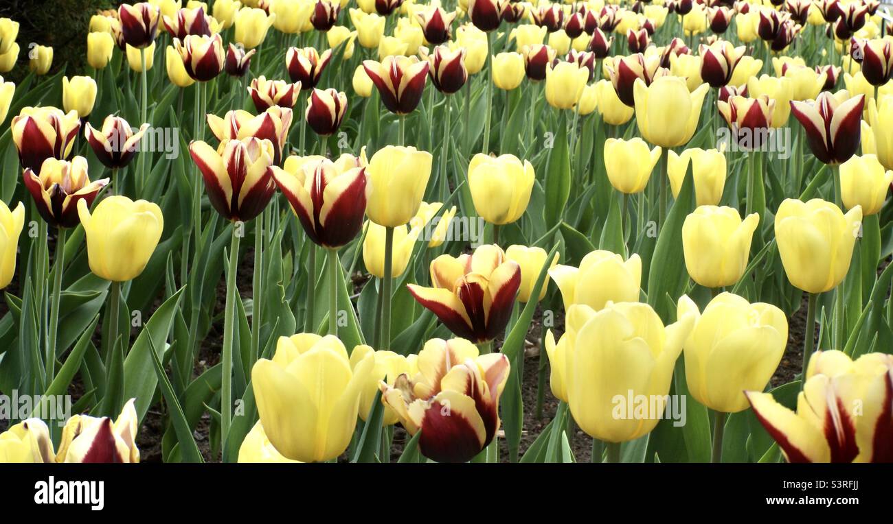 Amazing combination of the Helmar and the Maria Kaczynska tulips at the Canadian Tulip Festival. Stock Photo