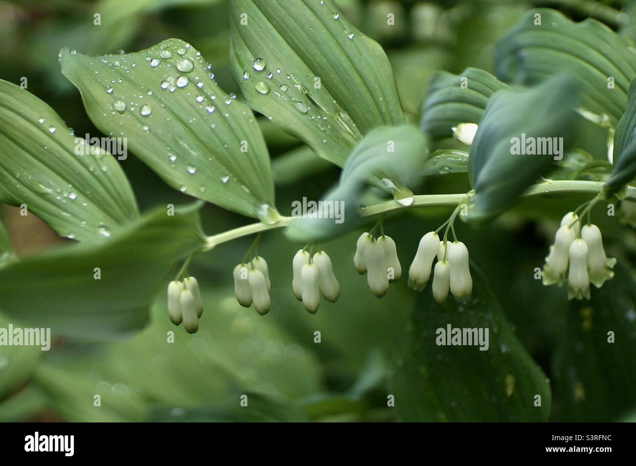 This pretty plant goes by many names: Solomon's seal, ladder-to-heaven, polygonatum multiflorum, but my personal favourite is David’s Harp. - Smartphone Captured Stock Image