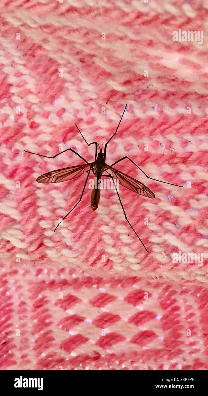 crane-fly-on-a-pretty-pink-blanket-stock-photo-alamy
