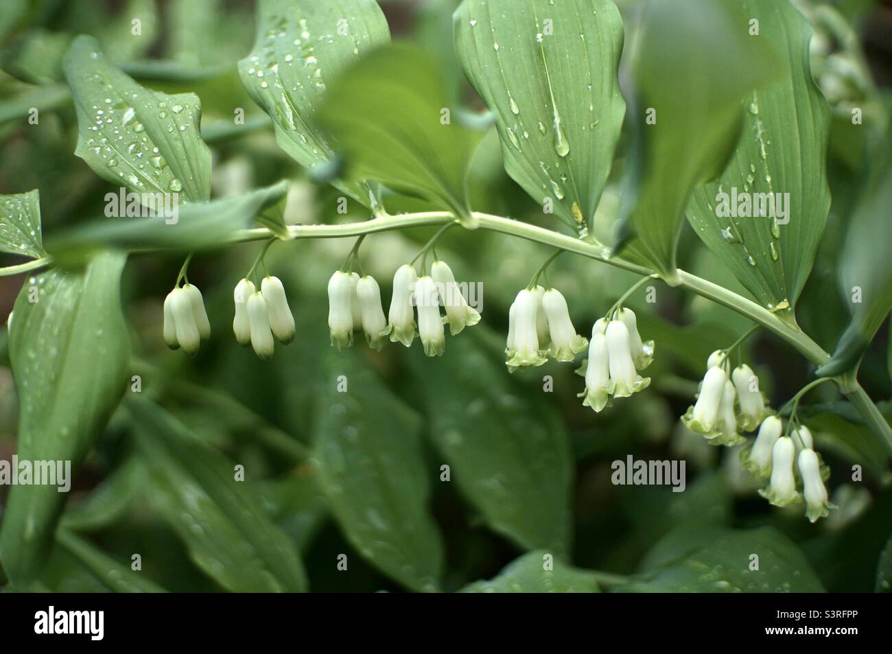 This pretty plant goes by many names: Solomon's seal, ladder-to-heaven, polygonatum multiflorum, but my personal favourite is David’s Harp. - Smartphone Captured Stock Image