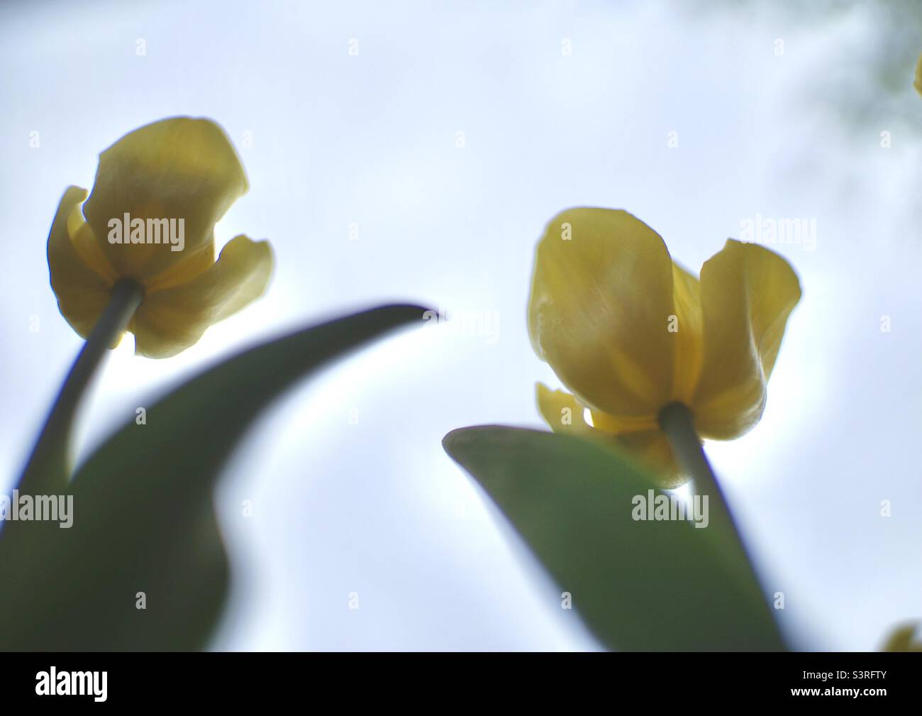 Classic garden yellow tulips reaching for the sun. - Smartphone Captured Stock Image