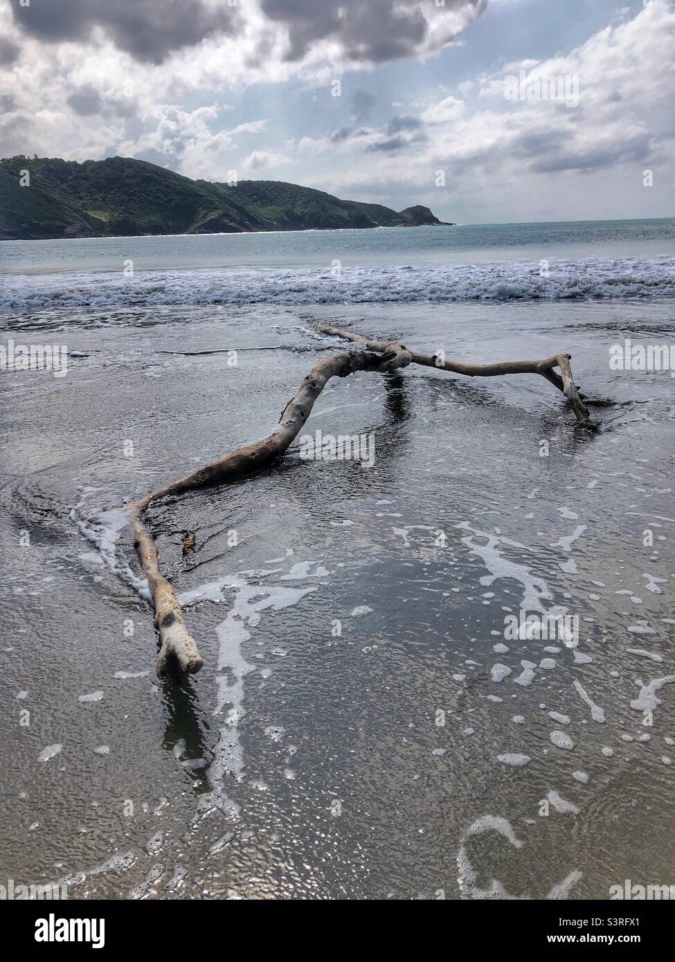 Driftwood in the sea. Stock Photo