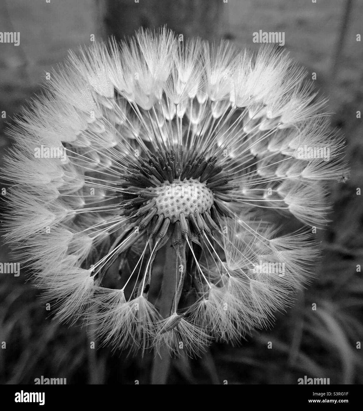 Dandelion seeds Black and White Stock Photos & Images - Alamy