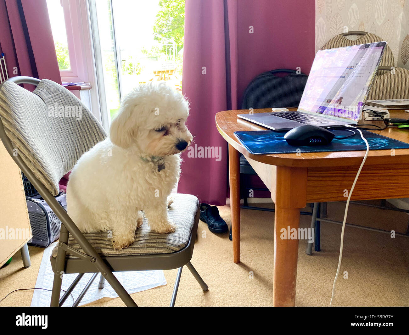 A cavapoo dog is working from home. - Smartphone Captured Stock Image