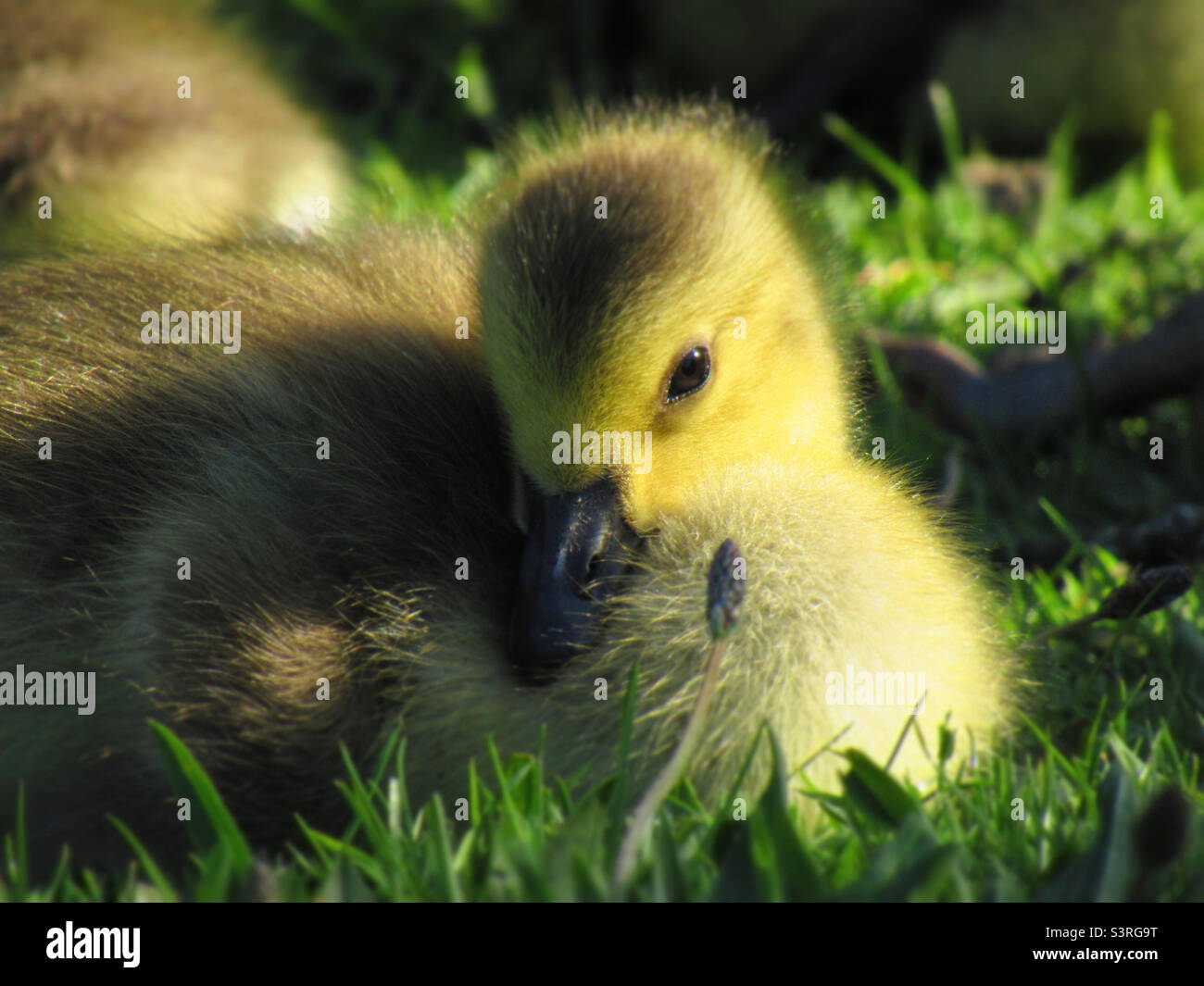 Canadian Goose Gosling Stock Photo - Alamy