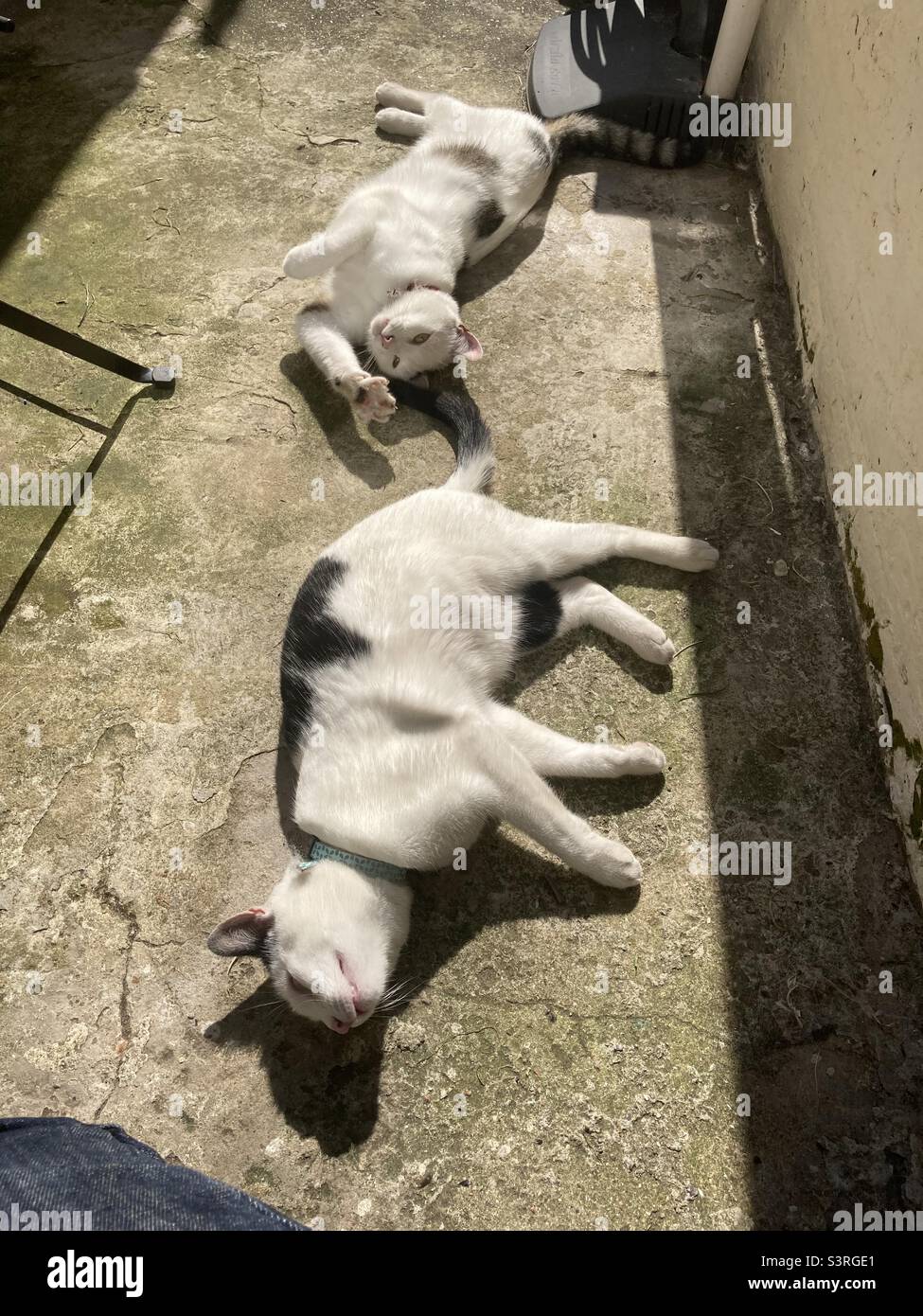 Cats sunbathing - Smartphone Captured Stock Image