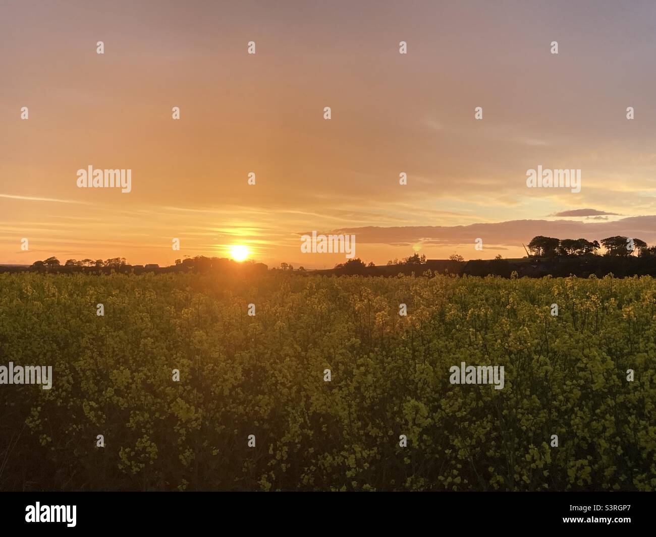 Sunrise over field of oil seed rape Stock Photo