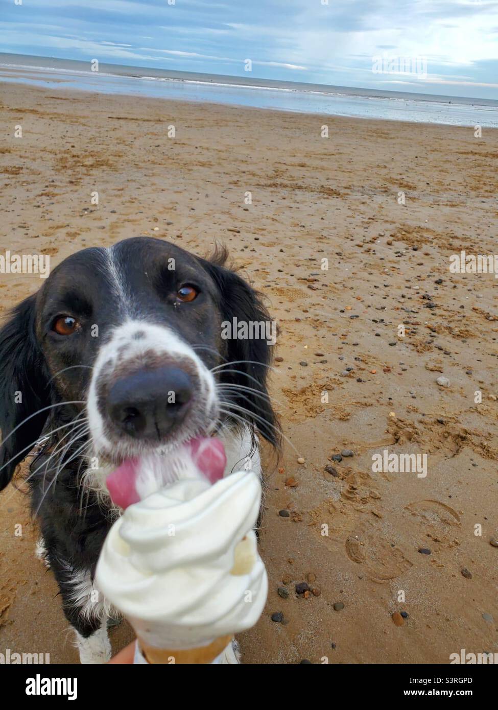 Dog ice cream Stock Photo Alamy