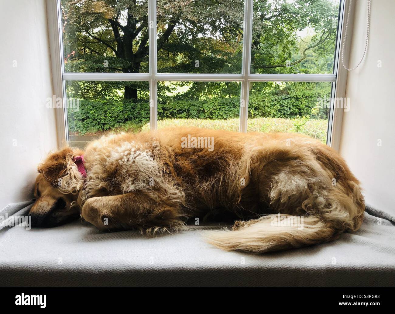 Golden retriever, sleeping Stock Photo
