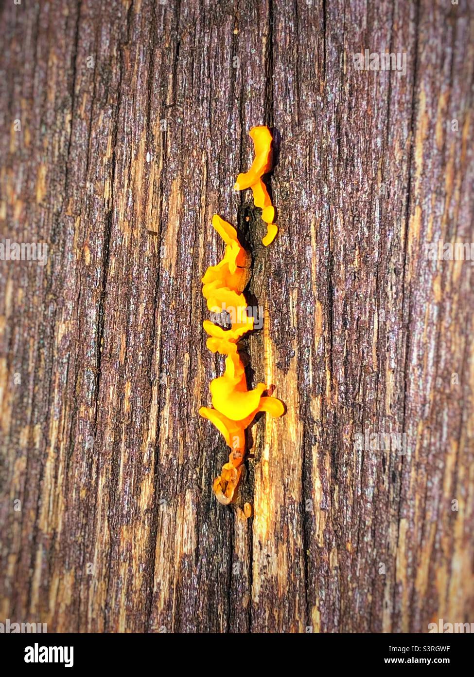 Tiny bright yellow/orange fungus growing Ona treated wooden table Stock Photo