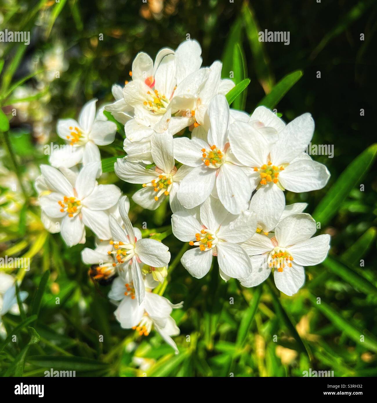 Mexican orange blossom Stock Photo Alamy