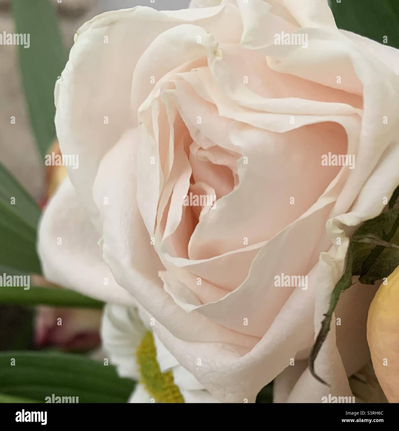 Pink rose up close hi-res stock photography and images - Alamy