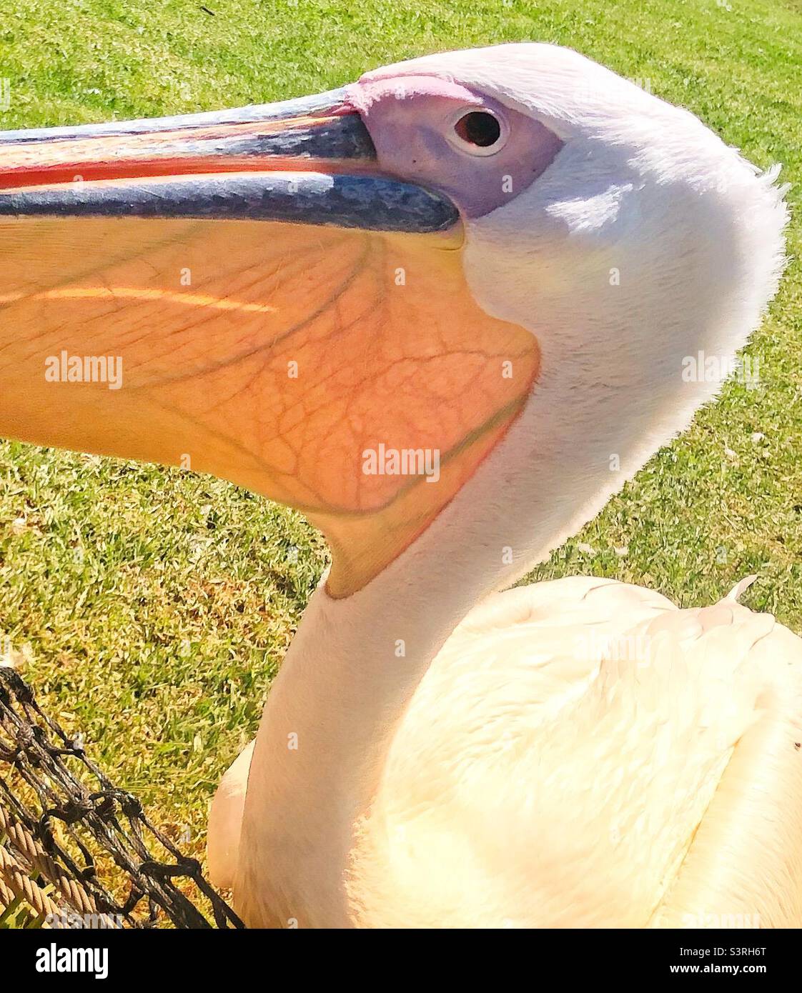 Close up of a pelican and it’s gullet where the veins are visible - Smartphone Captured Stock Image
