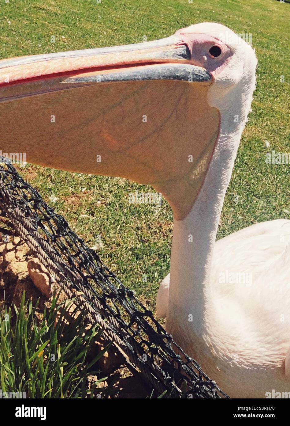 Close up of a pelican showing it’s gullet with veins - Smartphone Captured Stock Image
