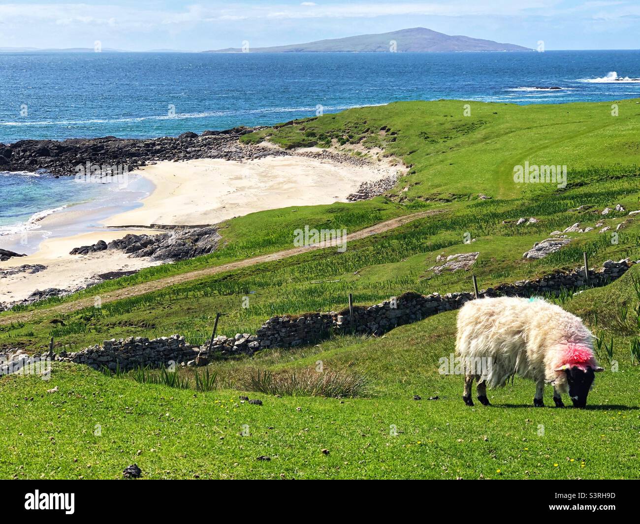 Sheep grazing on the Isle of Harris with a view towards Coppay(Copaigh), Scotland - Smartphone Captured Stock Image