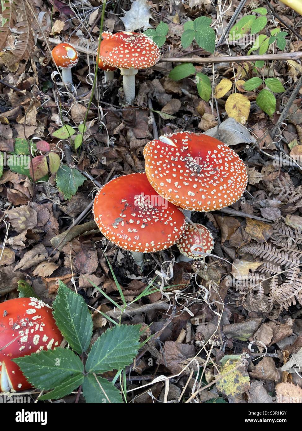 Fly agaric mushrooms in the woods Stock Photo