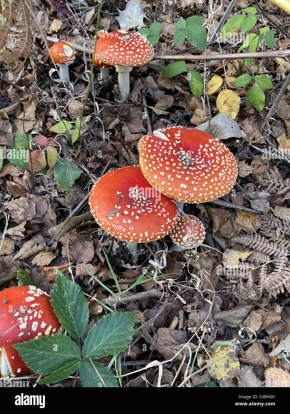 Fly agaric mushrooms in the woods - Smartphone Captured Stock Image