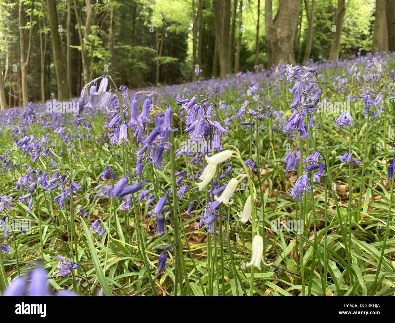 Very occasionally a rare genetic mutation can occur with bluebells to give a white flower. Stock Photo