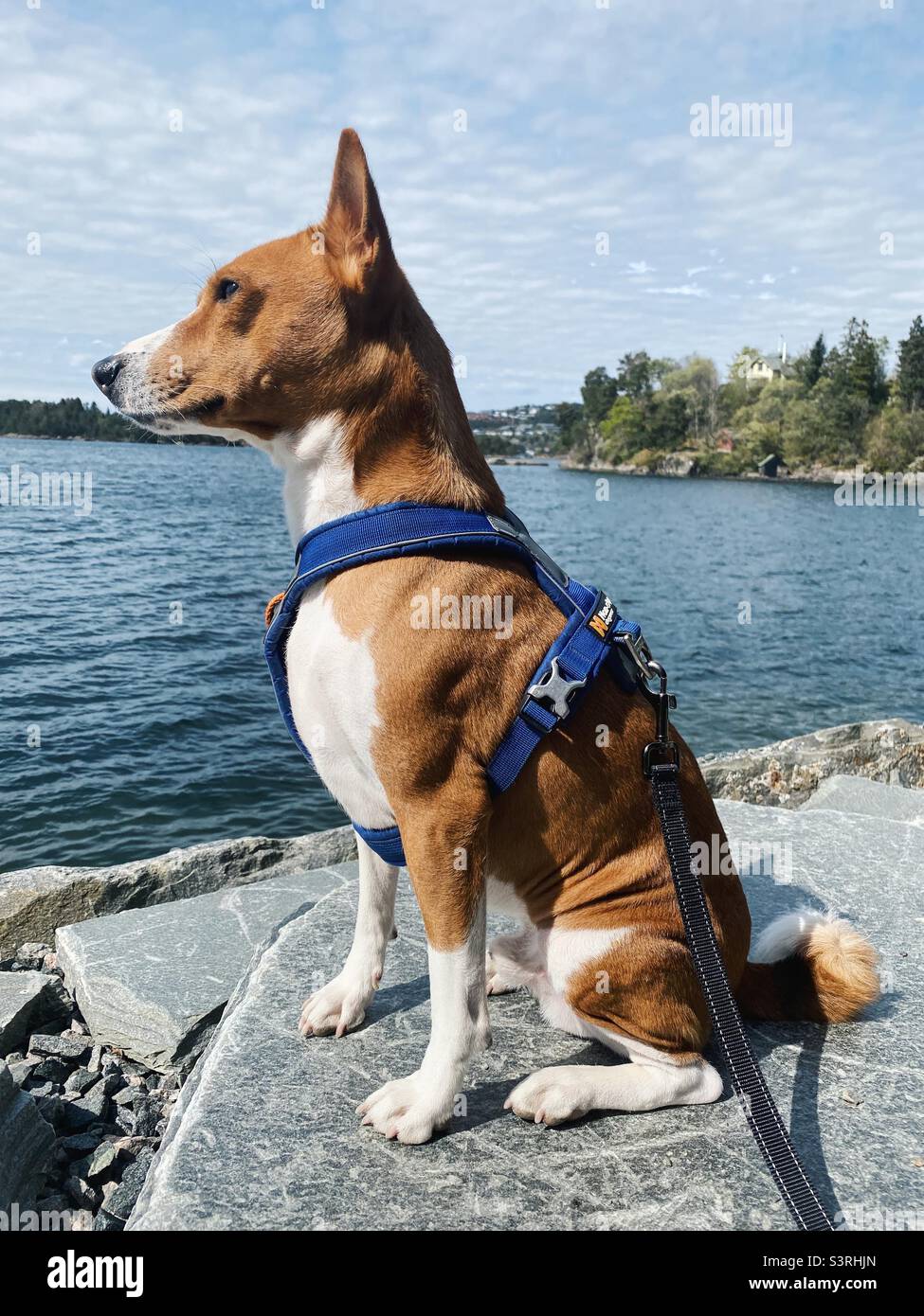 Adult, orange and white, male basenji sitting by the ocean Stock Photo