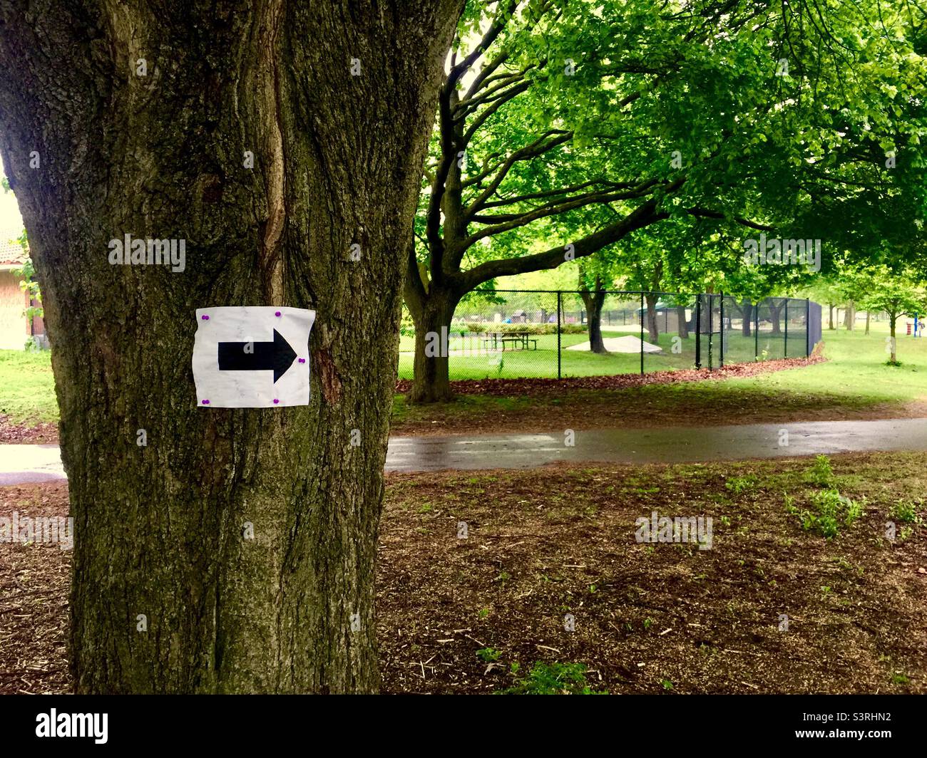 This Way. A big arrow in B&W tacked to a tree trunk. Way to go. Ontario, Canada. - Smartphone Captured Stock Image