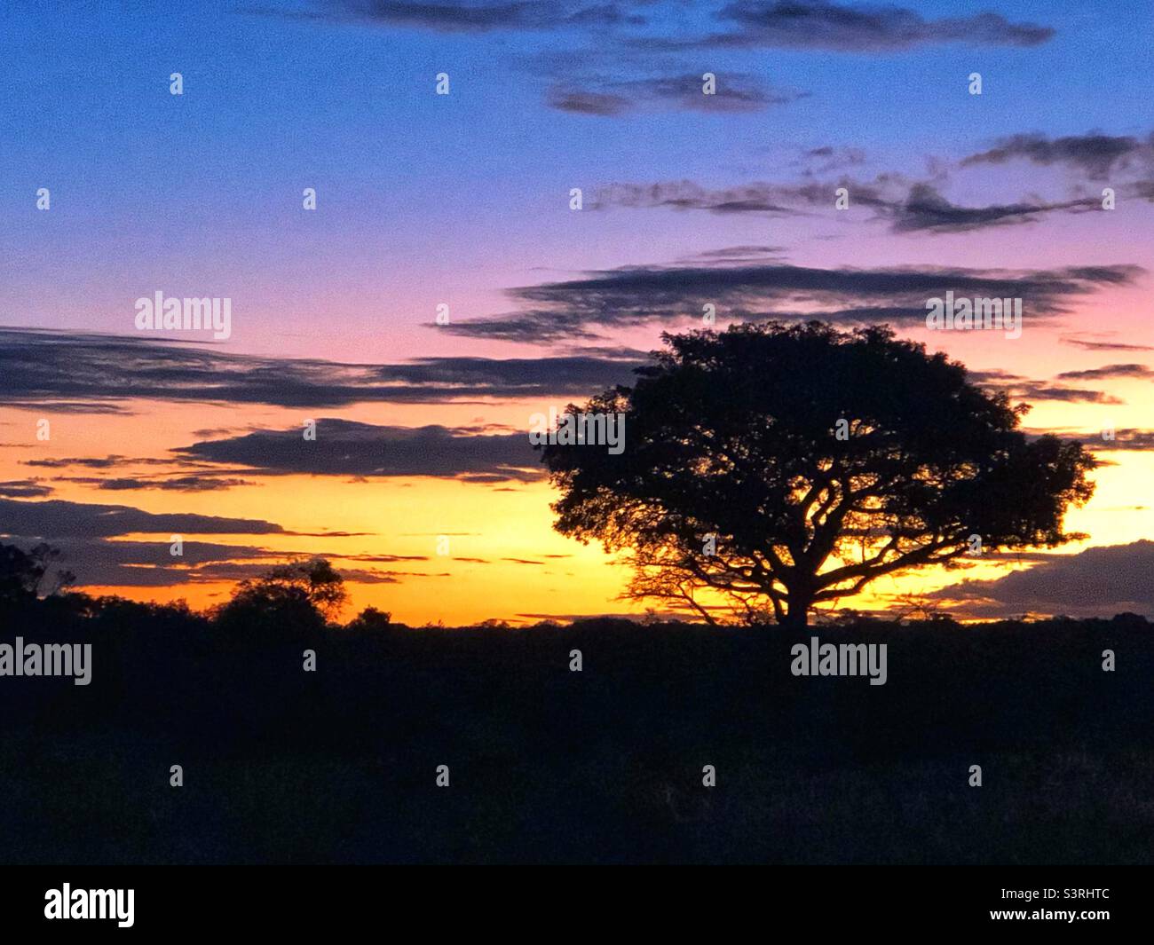Tree on savanna in hi-res stock photography and images - Alamy