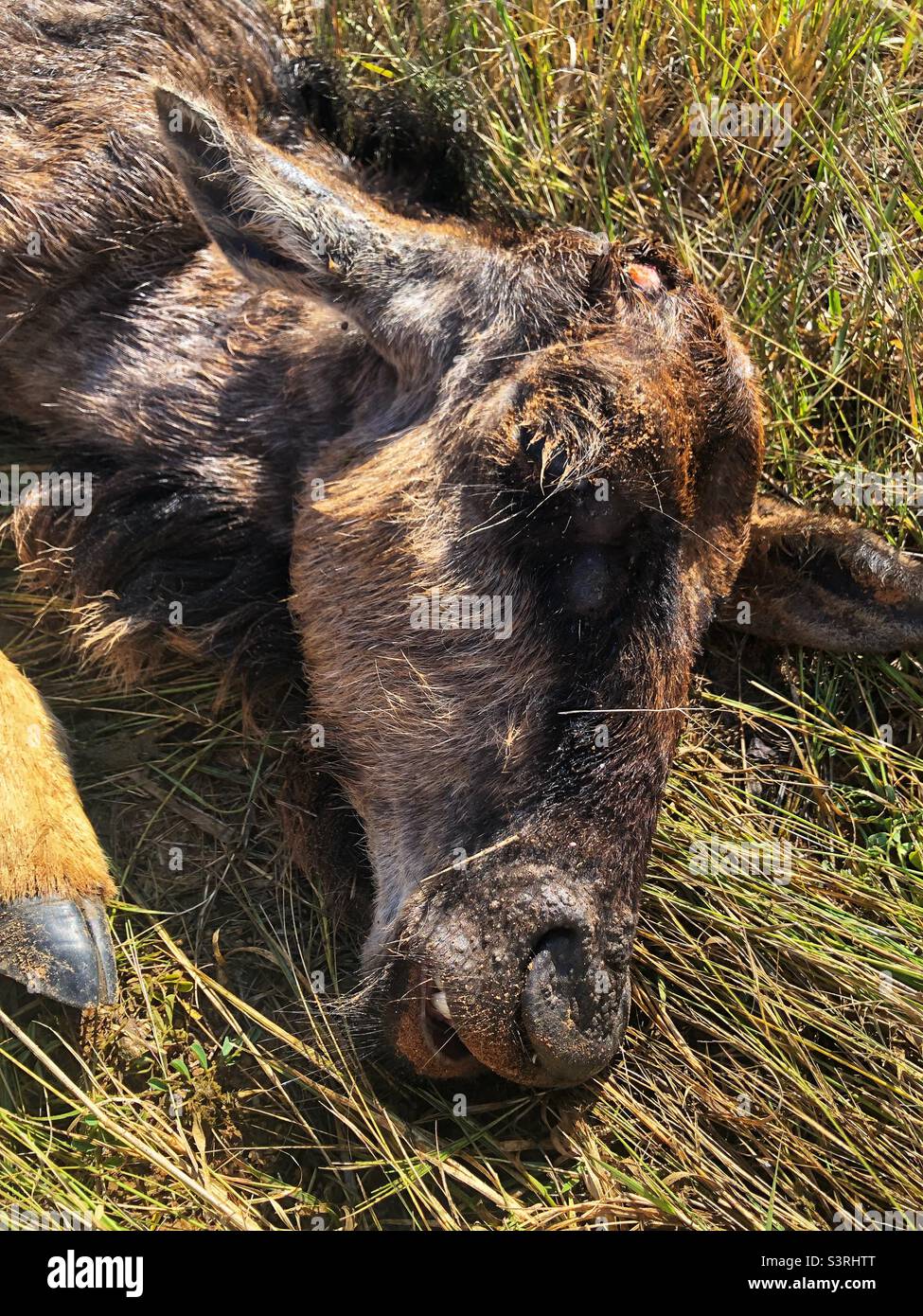 Dead newborn baby wildebeest which is also known as a Gnu - Smartphone Captured Stock Image