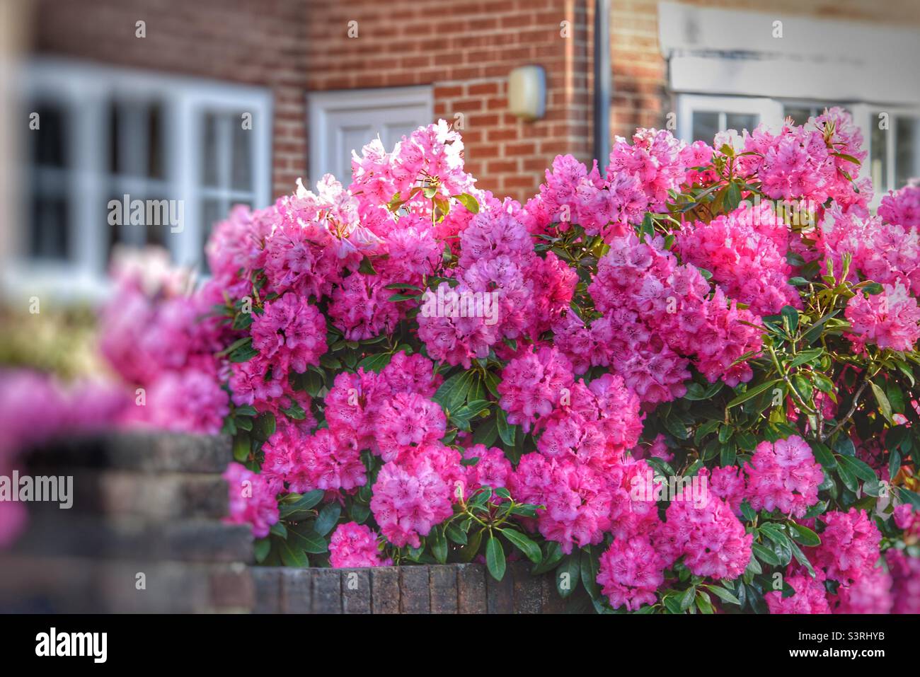Rhododendron bush Stock Photo