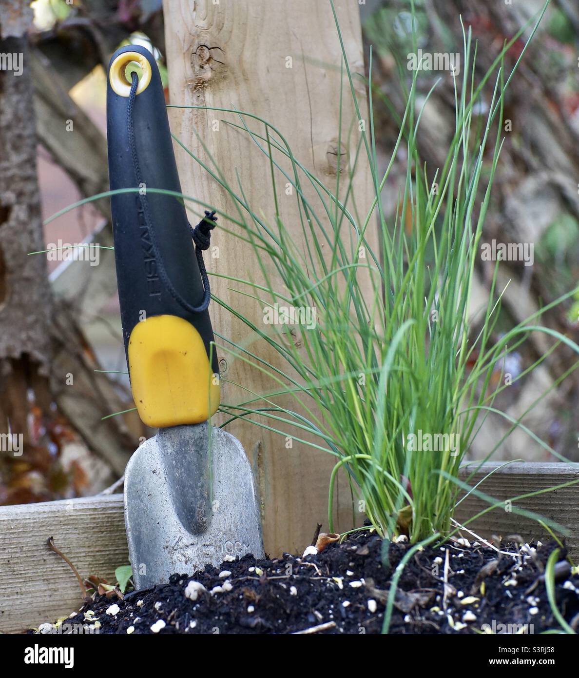 It’s gardening time and the chives have shown up early. - Smartphone Captured Stock Image