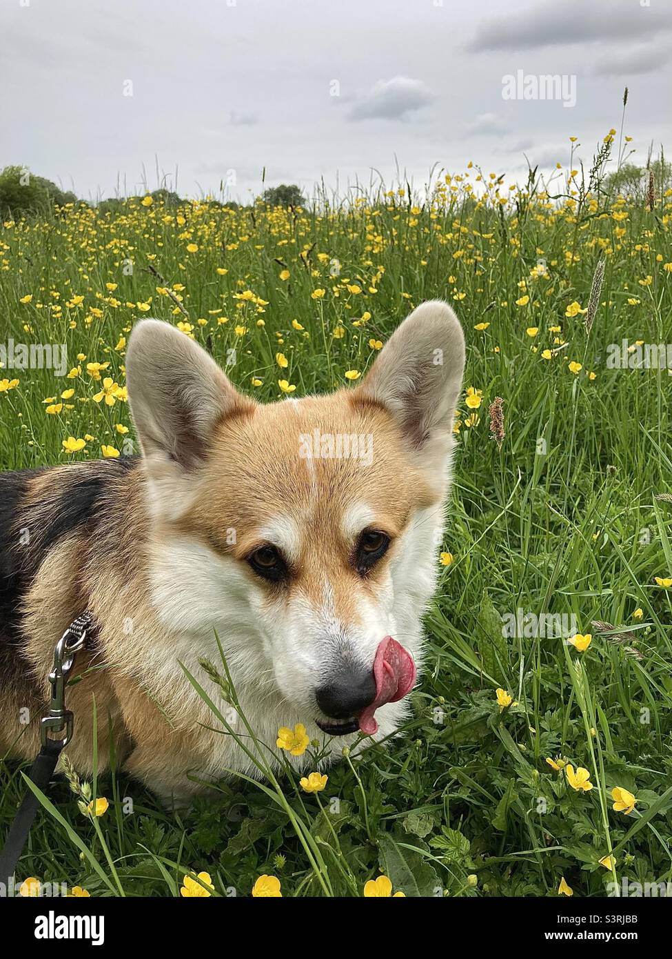 Welsh Pembrokeshire Corgi licking his lips - Smartphone Captured Stock Image