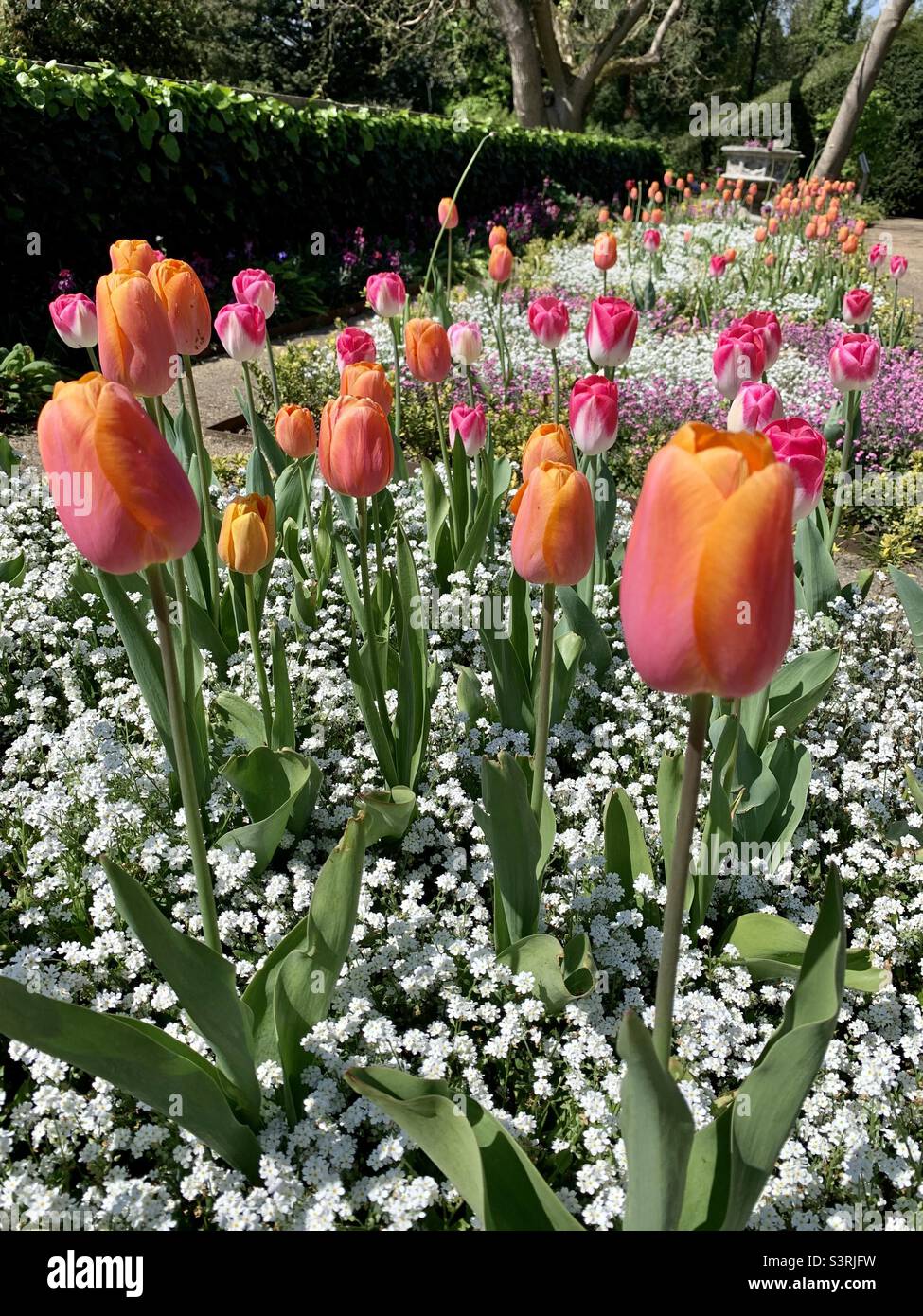 Colourful tulips Stock Photo