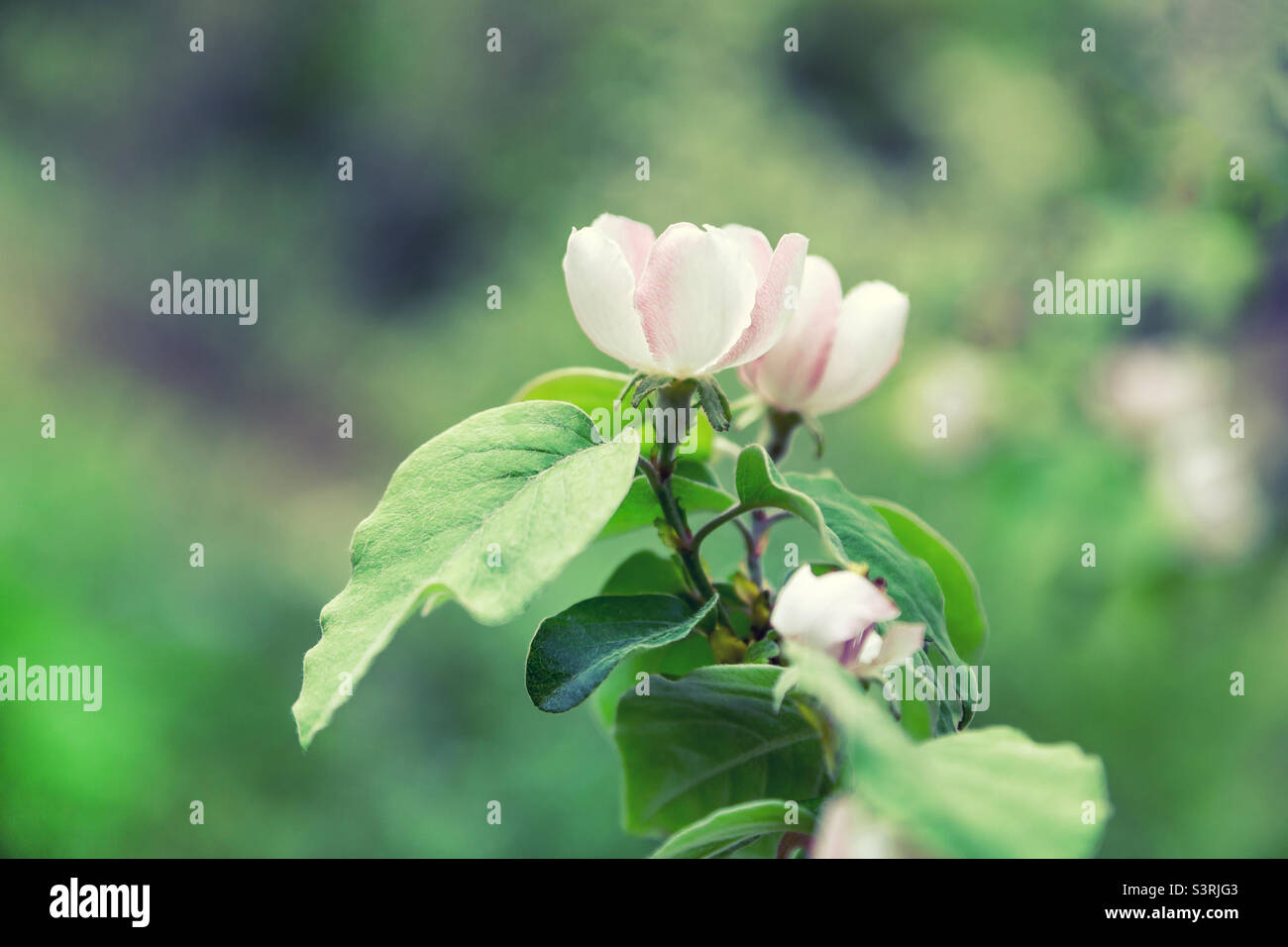 Blossoming quince flowers on a tree in spring in Tbilisi, Georgia - Smartphone Captured Stock Image