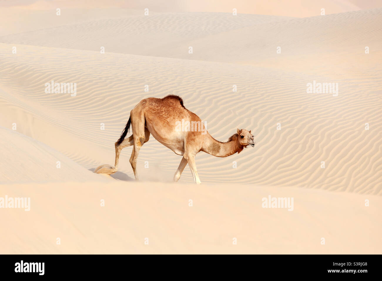 Middle Eastern camel in the sand dunes in the desert in Abu Dhabi Stock Photo